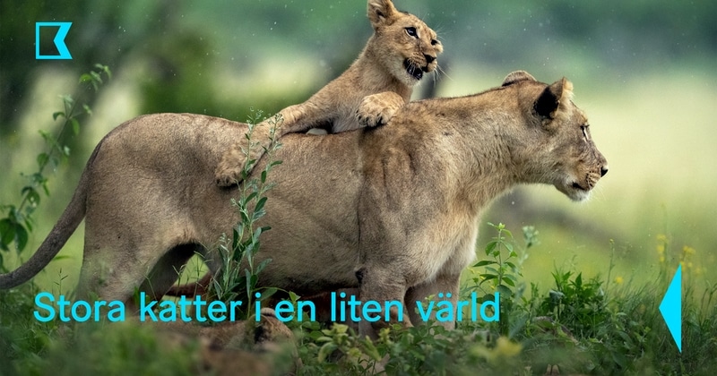 Stora katter i en liten värld på SVT Play streama