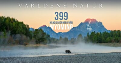 399 Kändisbjörnen från Wyoming