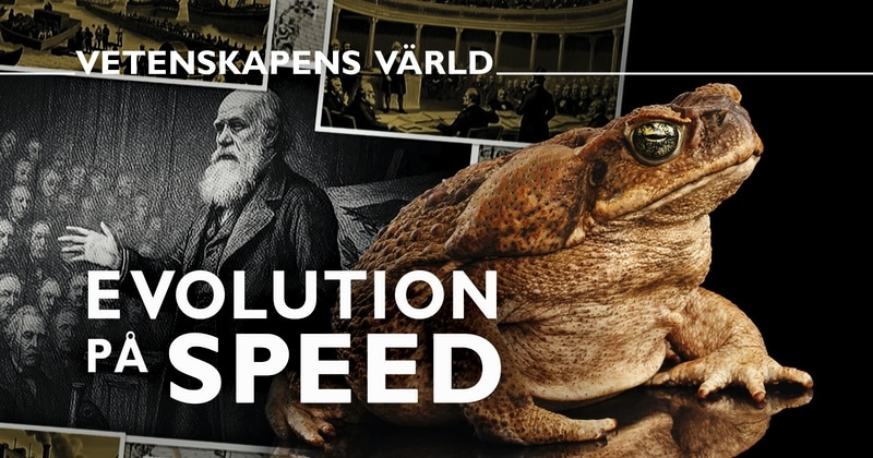 Evolution på speed på SVT Play streama