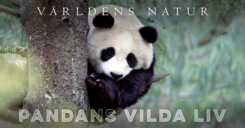 Pandans vilda liv på SVT Play streama