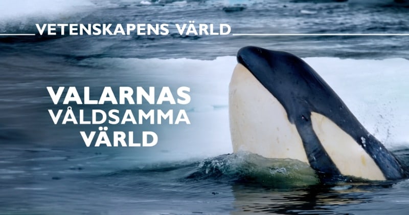 Valarnas våldsamma värld på SVT Play streama