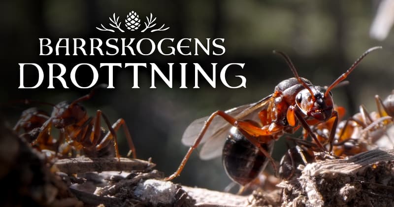 Barrskogens drottning på SVT Play streama