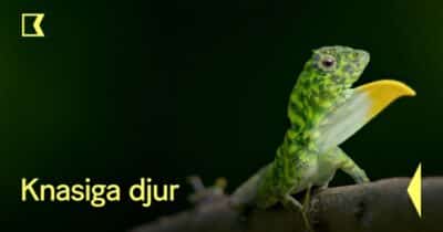 Knasiga djur