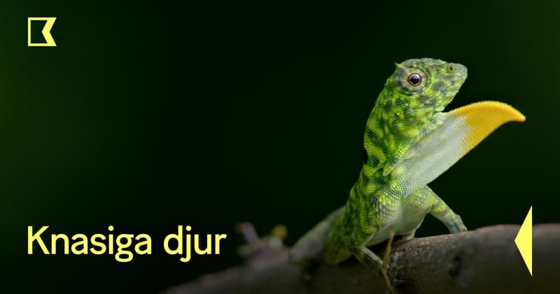 Knasiga djur