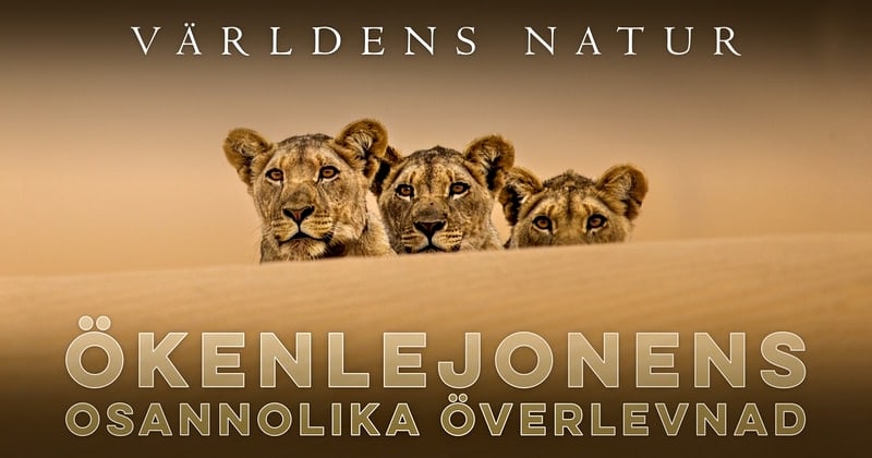 Ökenlejonens osannolika överlevnad