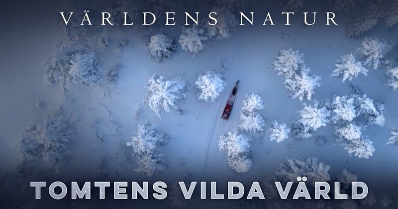 Tomtens vilda värld på SVT Play streama