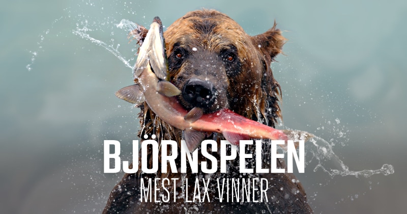Björnspelen - Mest lax vinner på SVT Play streama