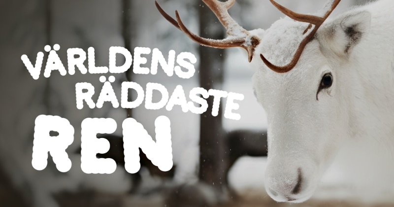 Världens räddaste ren