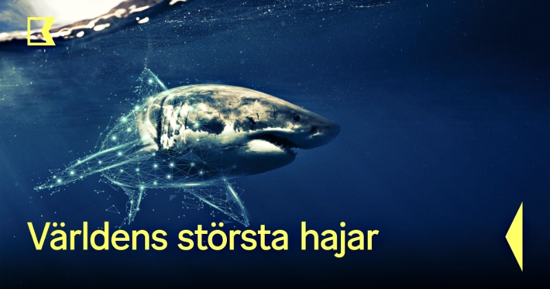 Världens största hajar på SVT Play streama
