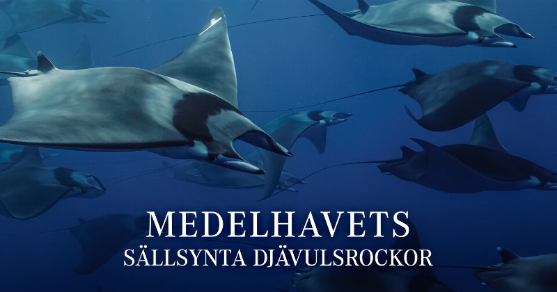 Medelhavets sällsynta djävulsrockor på UR Play Kunskapskanalen