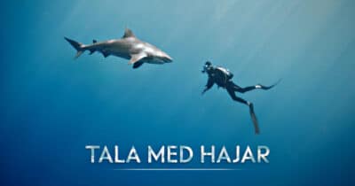Tala med hajar