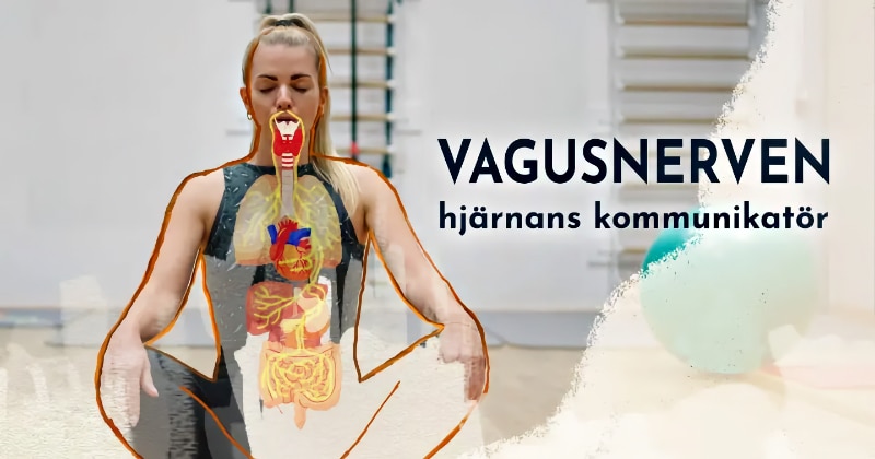 Vagusnerven – hjärnans kommunikatör på UR Play Kunskapskanalen