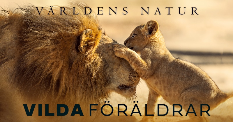 Vilda föräldrar på SVT Play streama