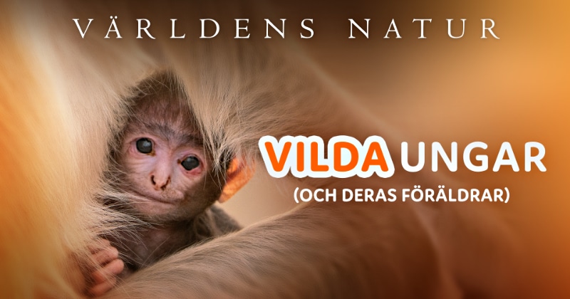 Vilda ungar på SVT Play streama