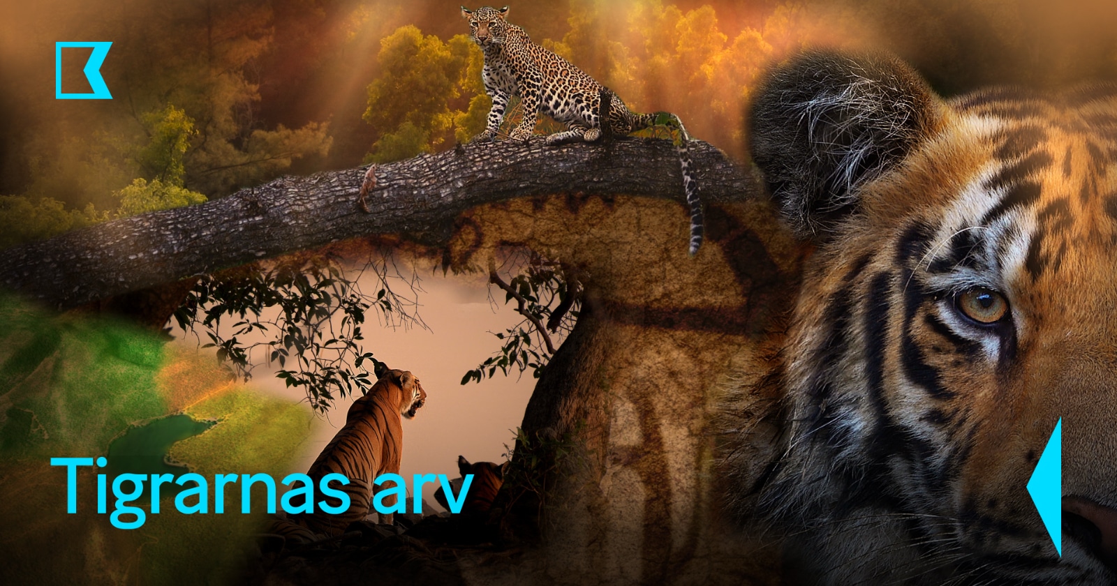 Tigrarnas arv på Kunskapskanalen SVT Play