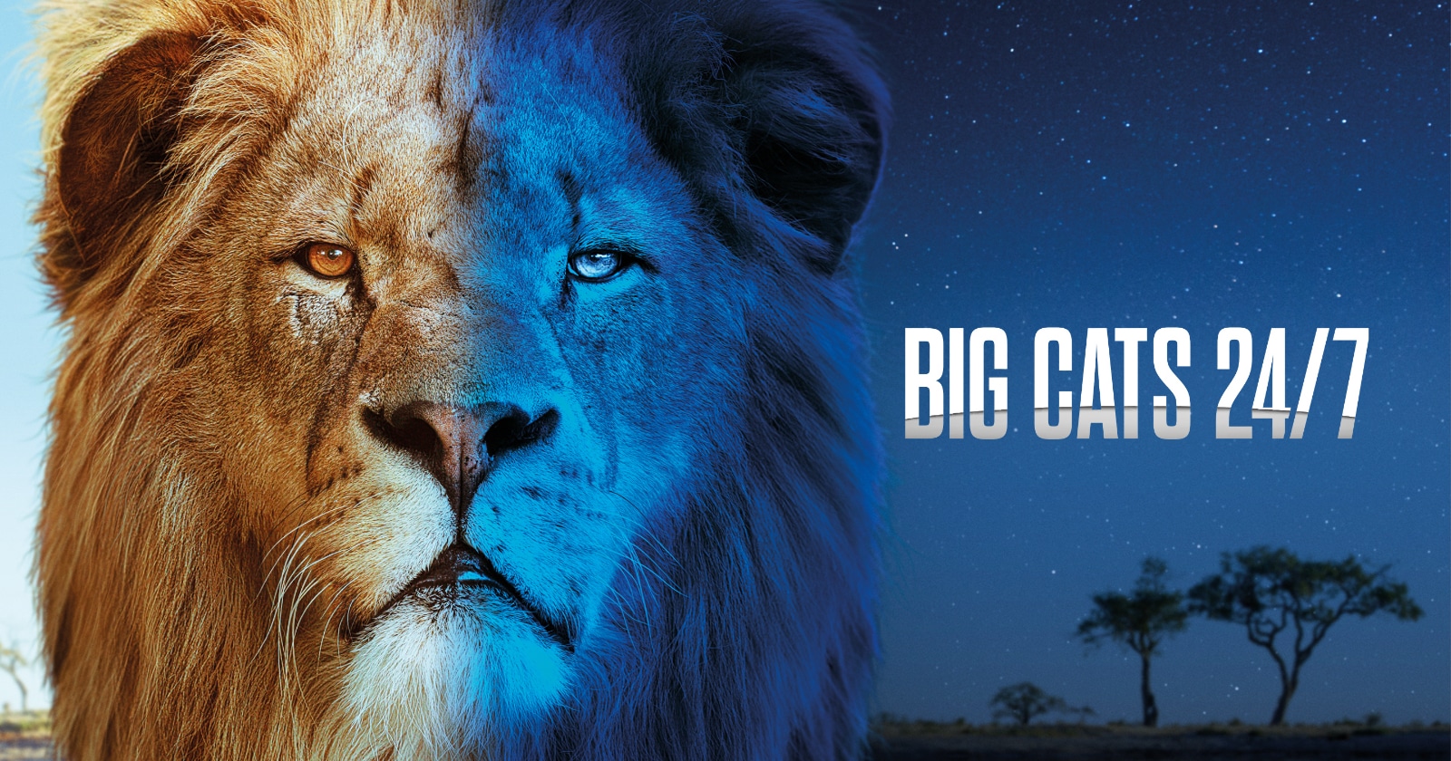 Big cats 24/7 på SVT Play streama serie