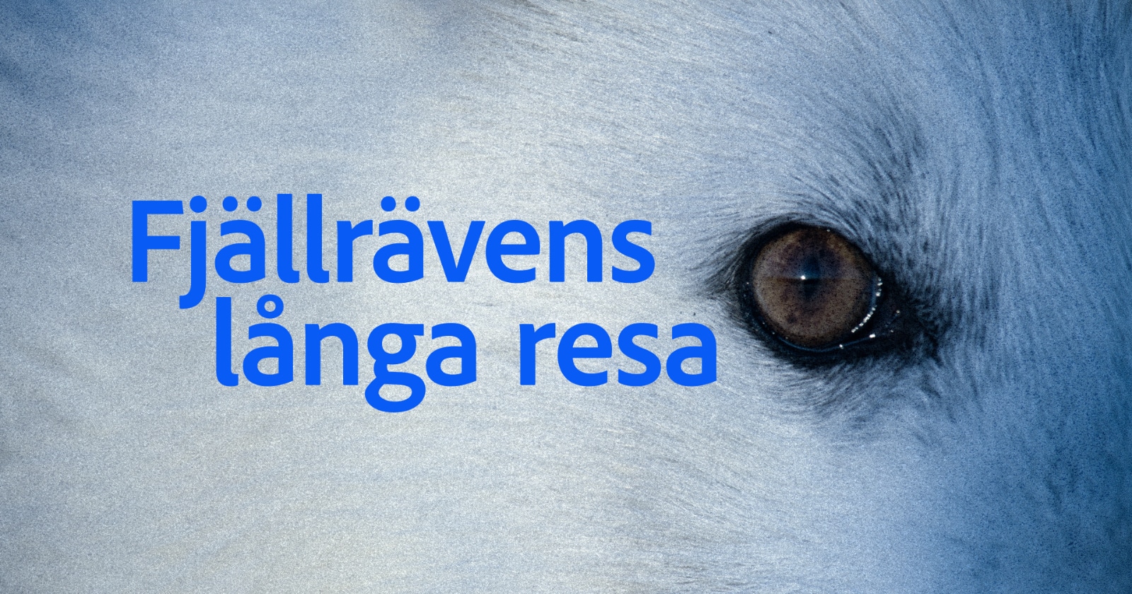 Fjällrävens långa resa på SVT Play streama