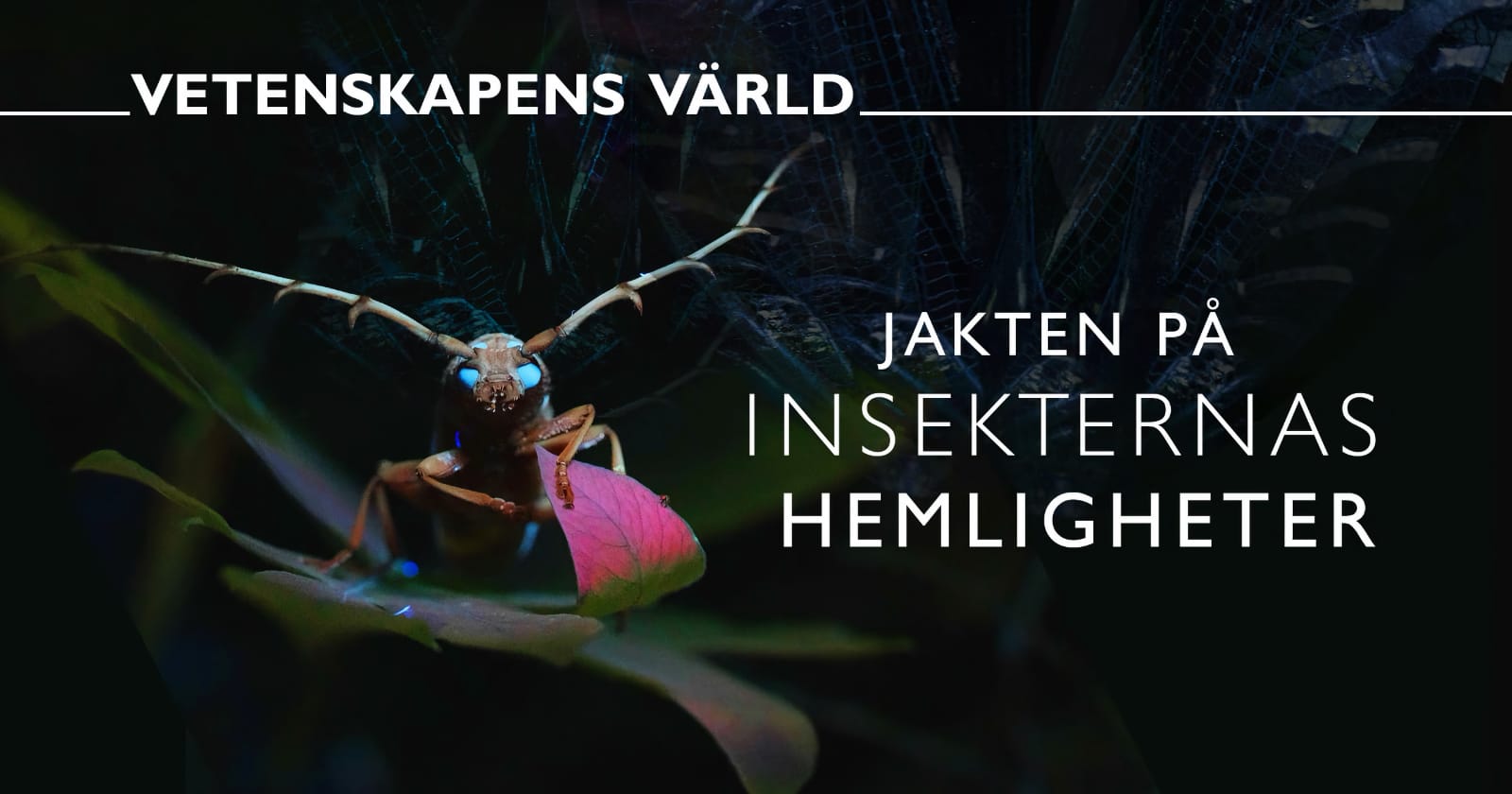 Jakten på insekternas hemligheter på SVT Play streama
