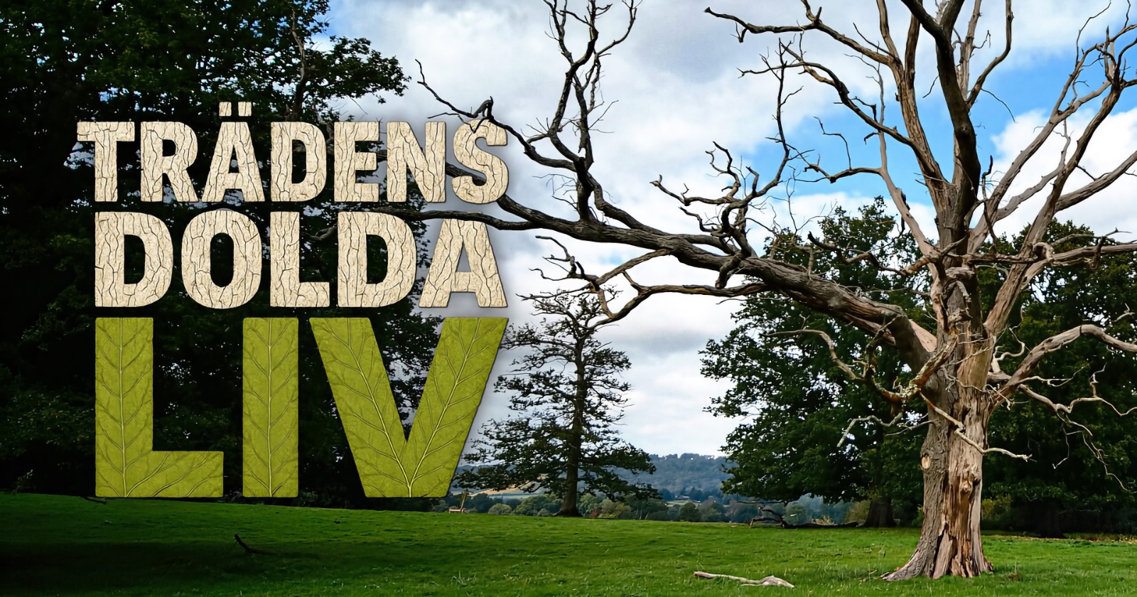 Trädens dolda liv på UR Play Kunskapskanalen