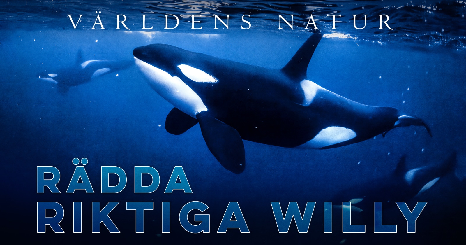 Rädda riktiga Willy på SVT Play streama