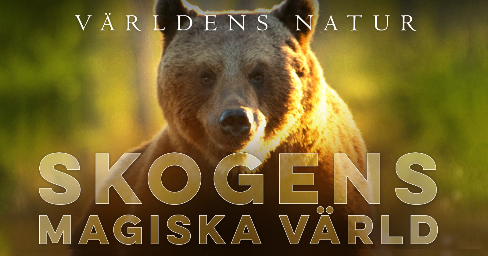 Skogens magiska värld på SVT Play streama