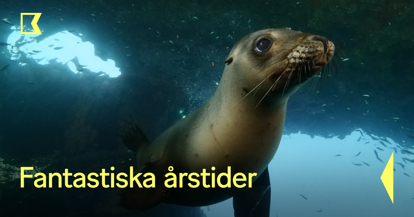Fantastiska årstider på SVT Play Kunskapskanalen