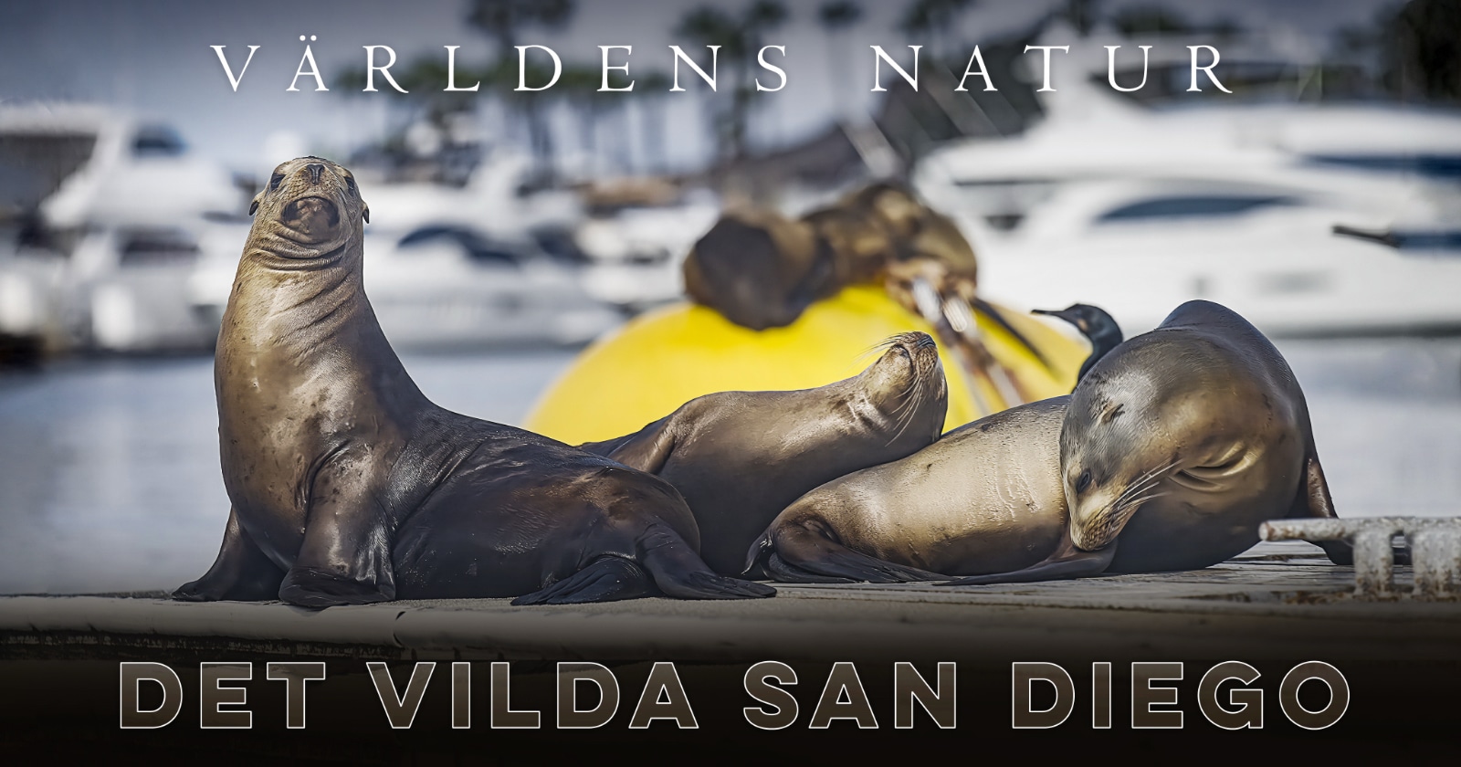 Världens natur: Vilda San Diego på SVT Play streama