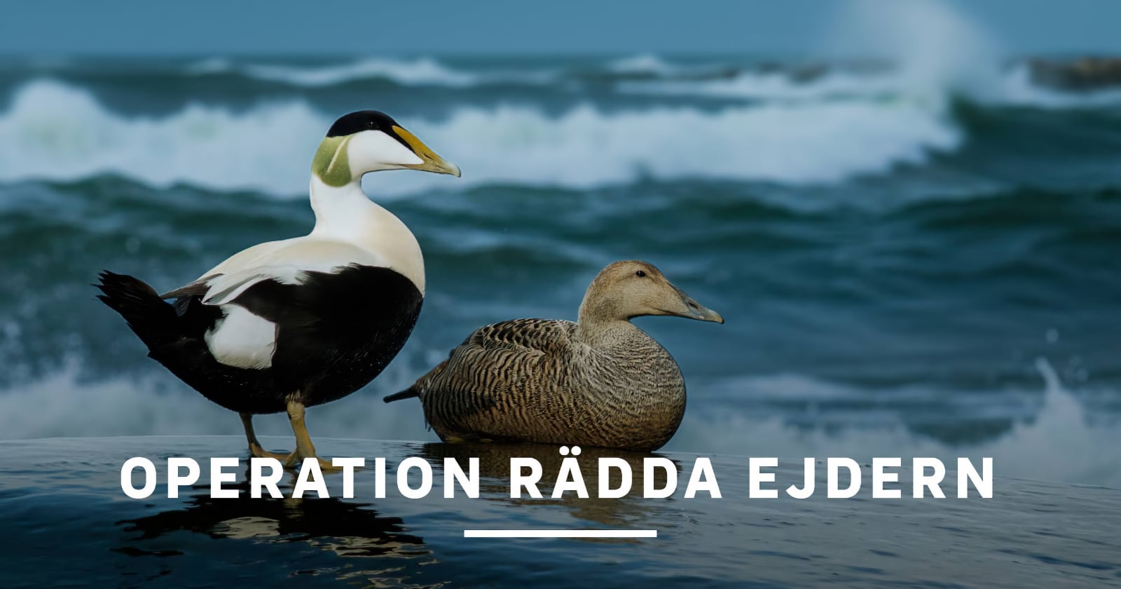 Operation rädda ejdern på SVT Play streama