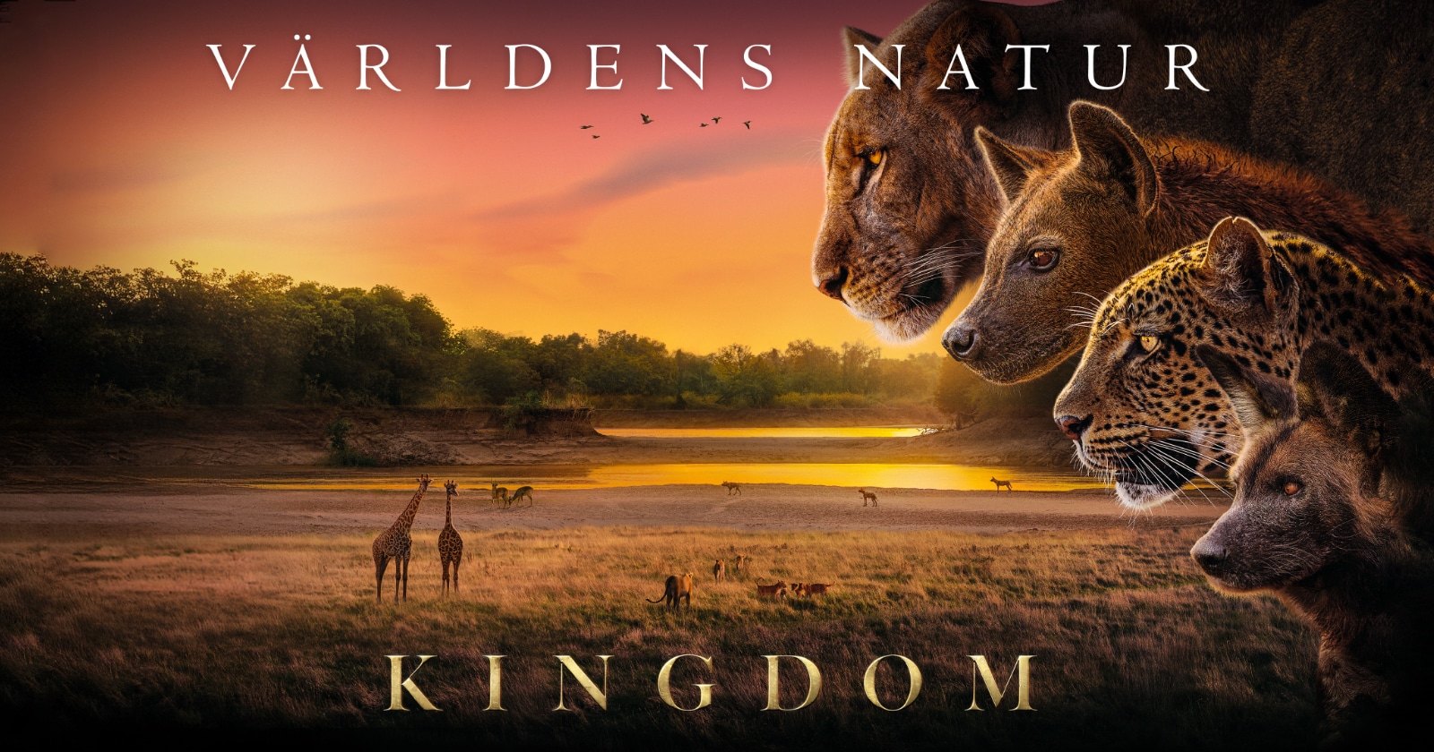 Världens natur: Kingdom på SVT Play streama