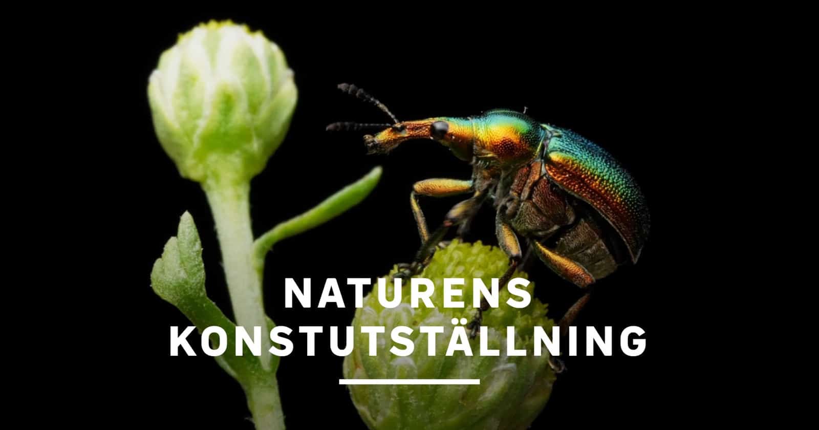 Naturens konstutställning på SVT Play