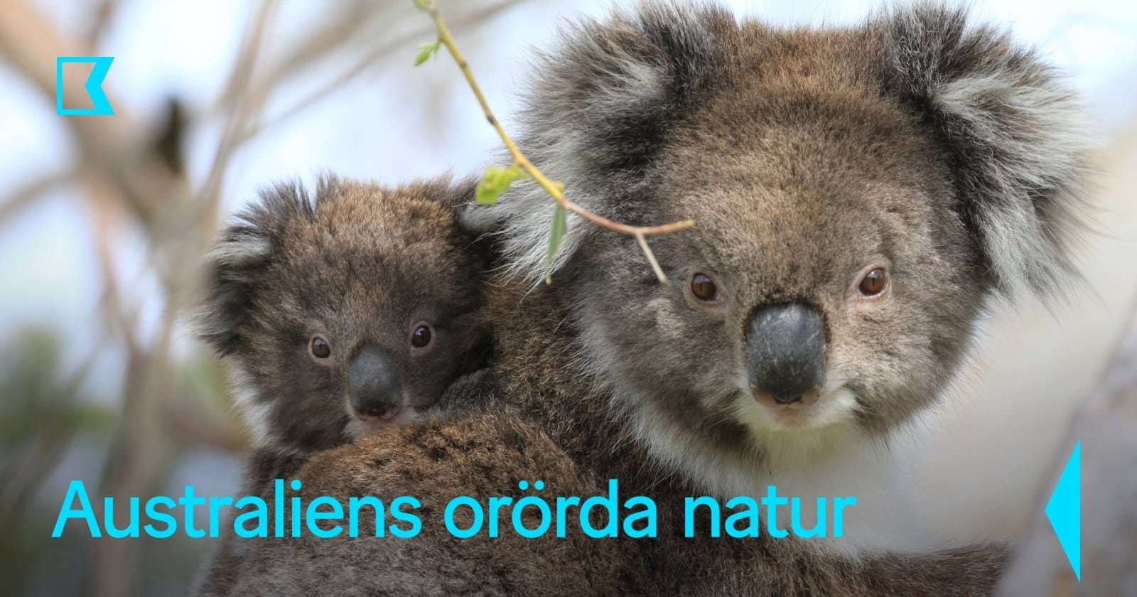 Australiens orörda natur på SVT Play