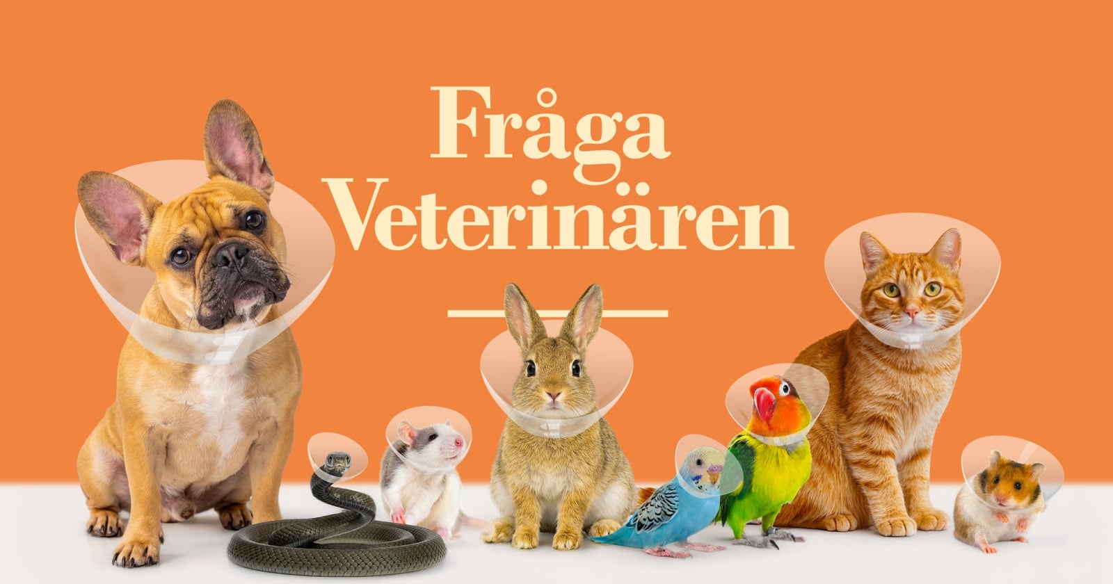 Fråga veterinären