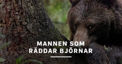 Mannen som räddar björnar