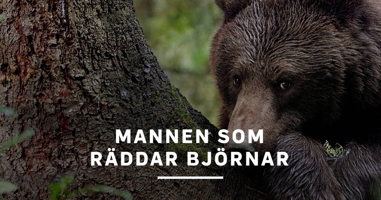 Mannen som räddar björnar på SVT Play