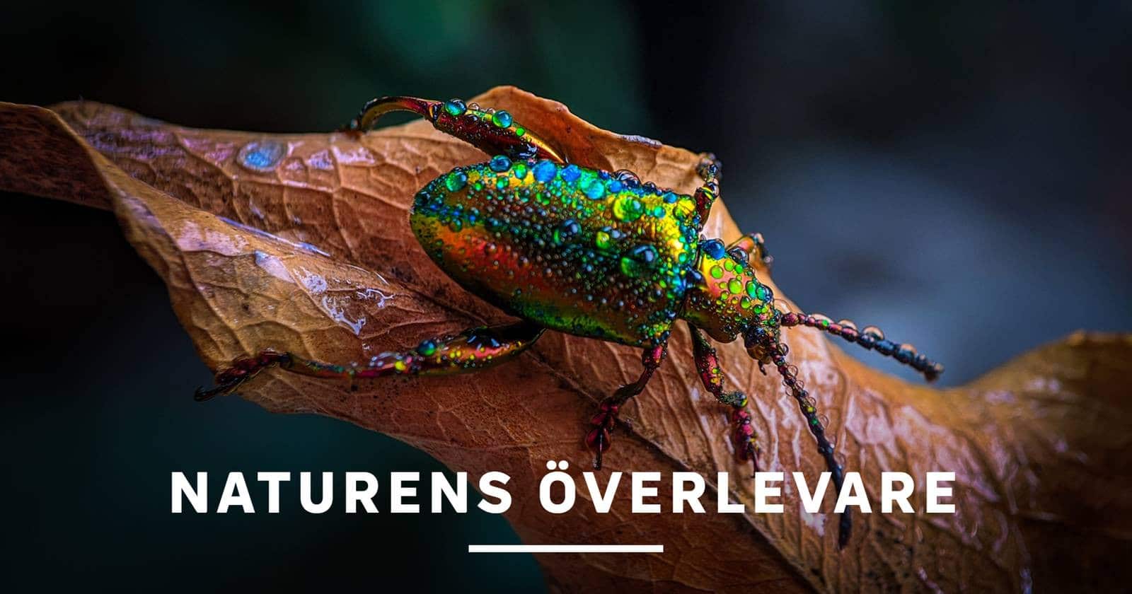 Naturens överlevare på SVT Play