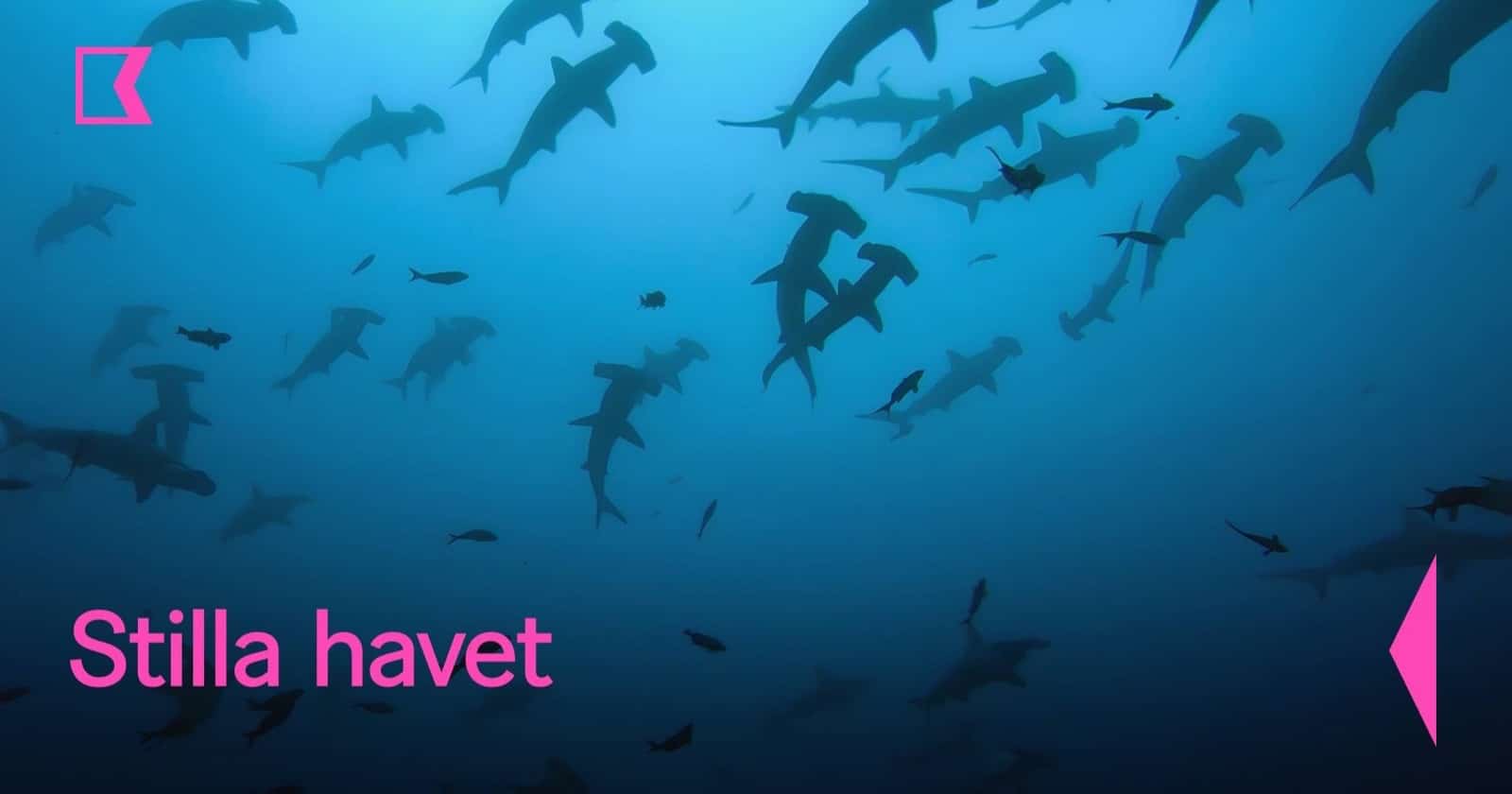 Stilla havet på SVT Play