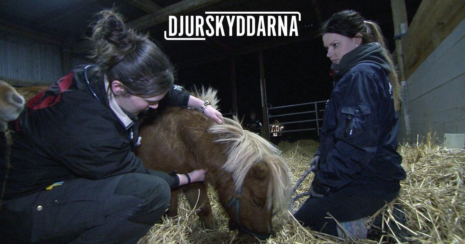 Djurskyddarna på TV4 Play