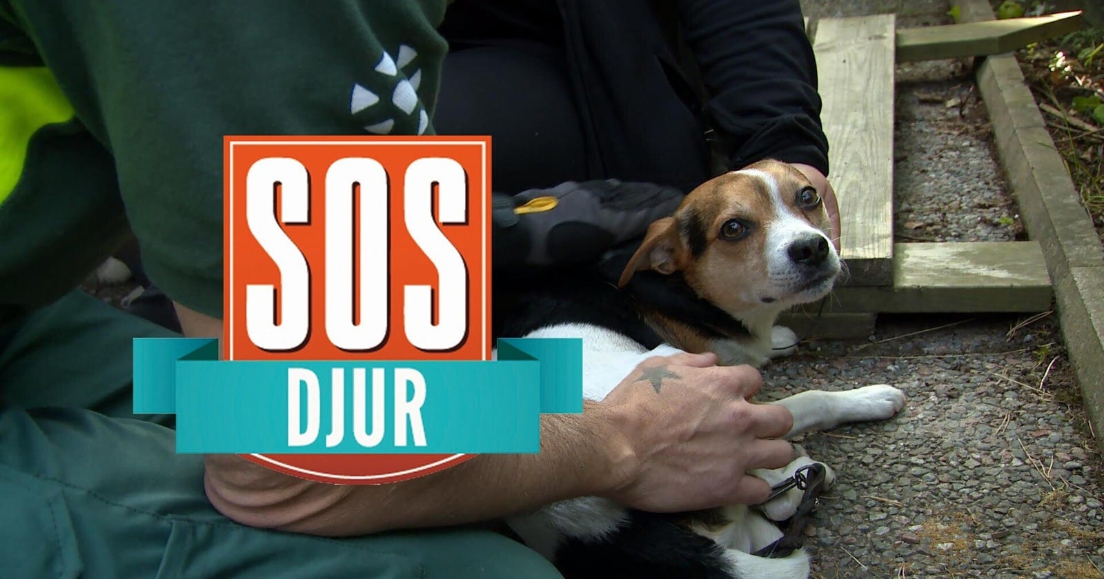SOS djur på TV4 Play