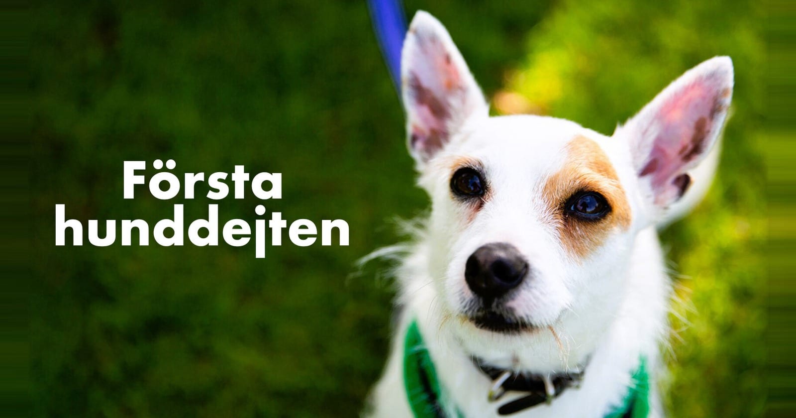 Första hunddejten på TV4 Play