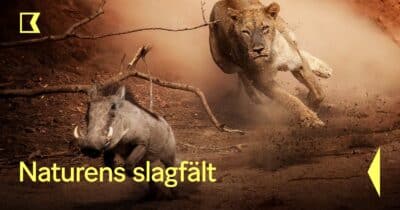 Naturens slagfält